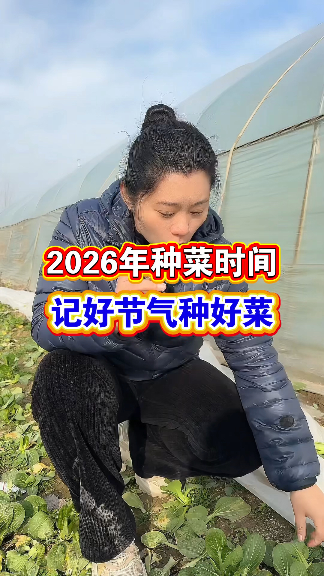 2026年种菜时间表