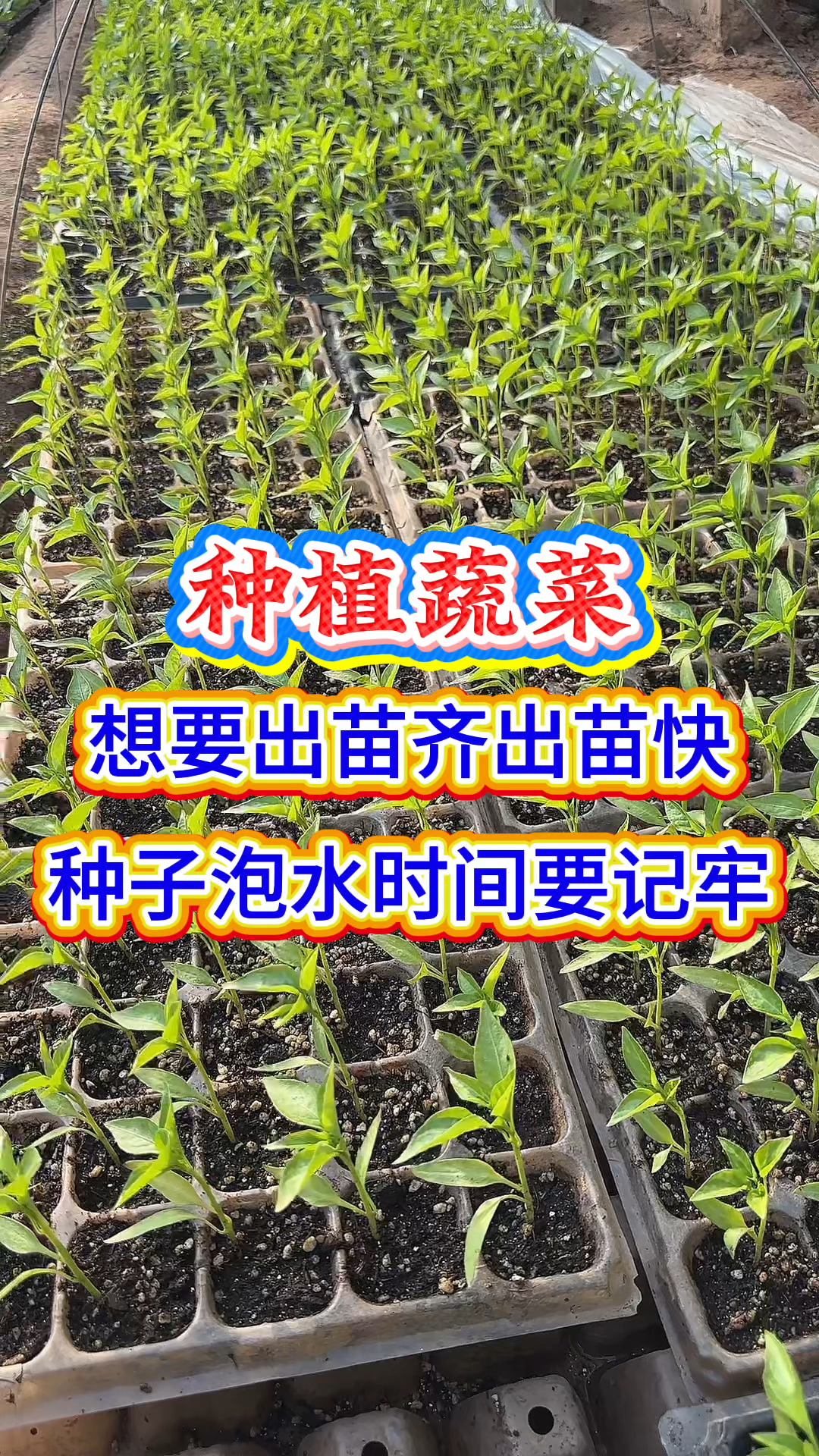 种菜种子泡水时间表