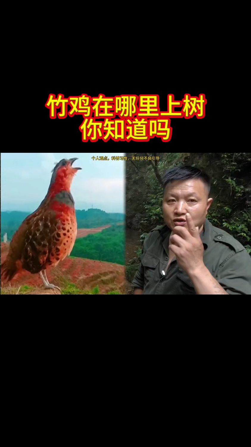 竹鸡天黑之前再叫，意味就在那个地方上树。和他的叫声不会超过20m