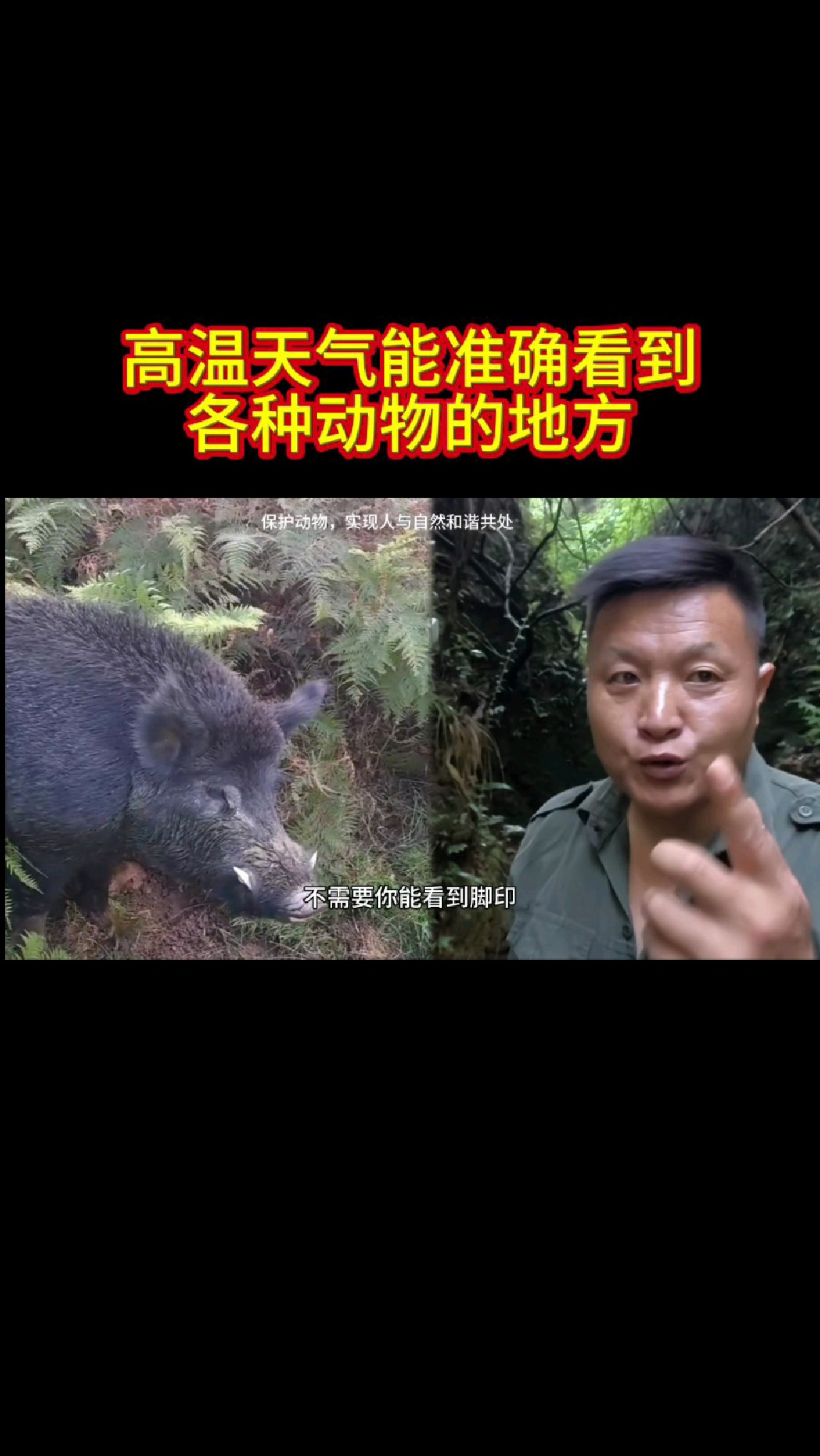 没事山沟里的水坑去看看,那种比较深的水坑。#野猪 #果子狸 #鹿