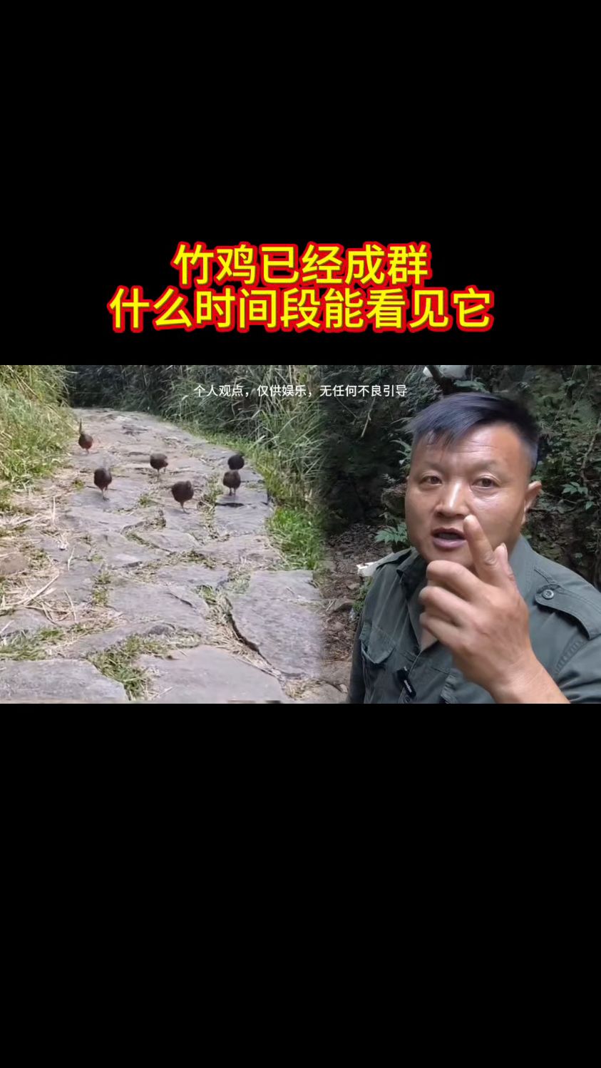 现在6点钟天黑,竹鸡四五点都在山脚的稻田里,或者荒地里找吃的,