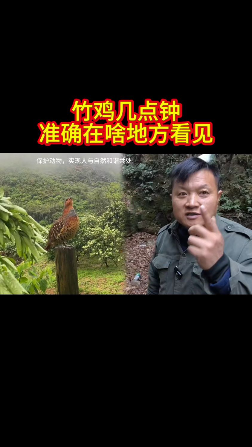 竹鸡在我们农村基本上每个山窝都有，你们是哪里的？