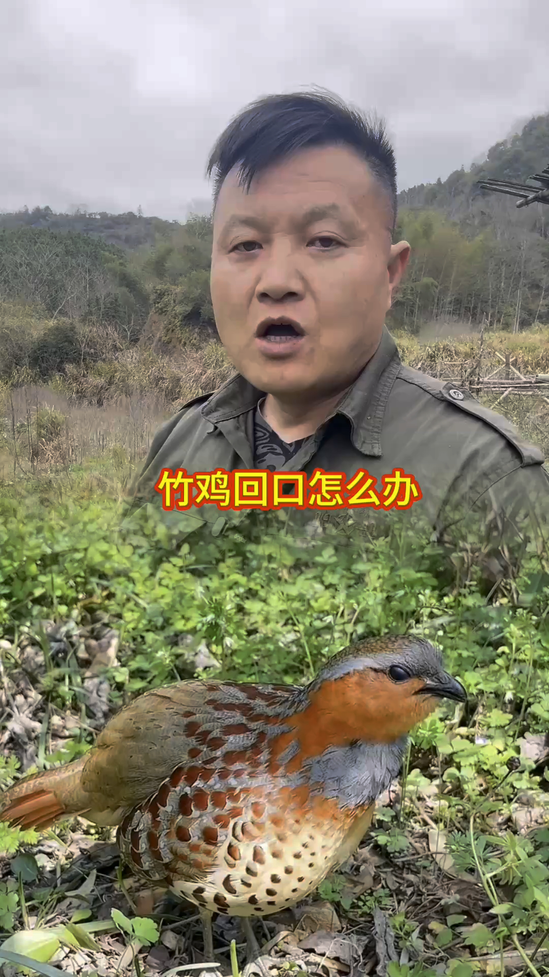 竹鸡现在分群了,就算有三四个在一起也是东一个西一个的