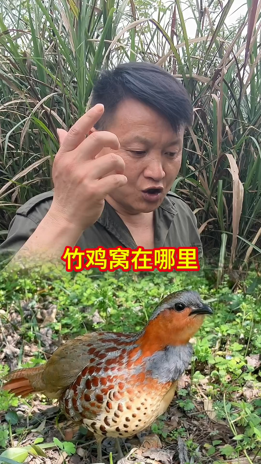 不管是竹，白鹇＇野鸡，他们的窝都是你不去的地方，