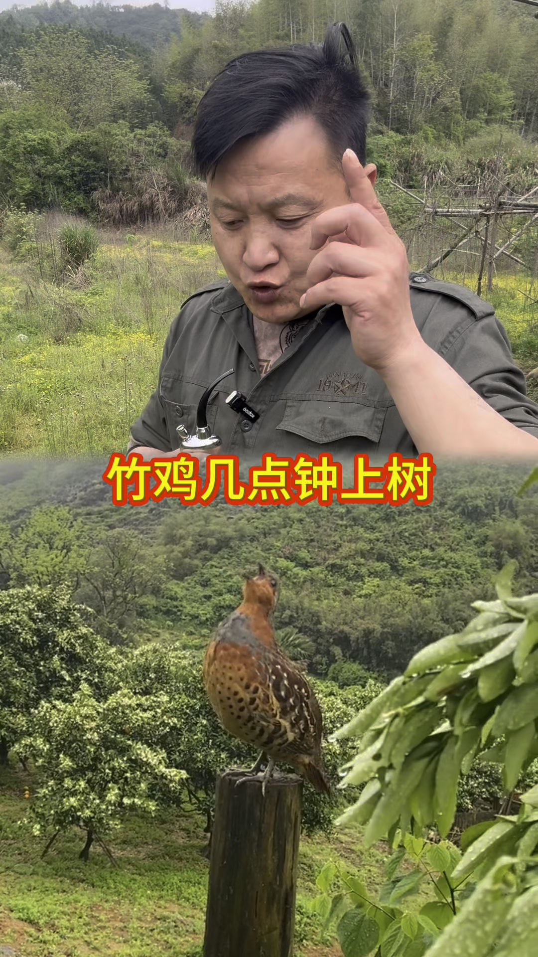 现在叫的都是公竹鸡,母竹鸡都在孵化蛋他不会叫#户外 #竹鸡