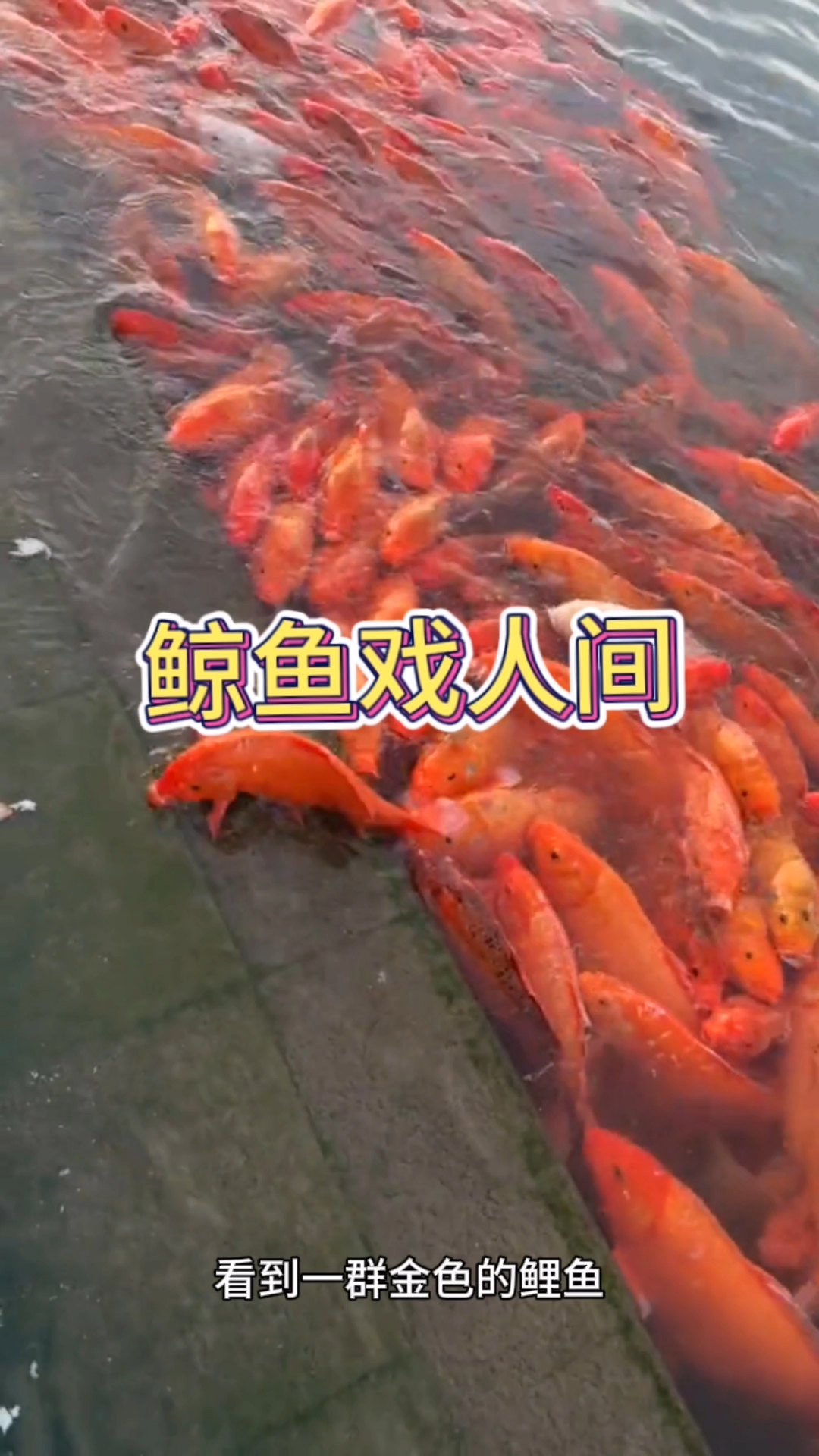 看着眼前的鲸鱼,真的太漂亮了呀