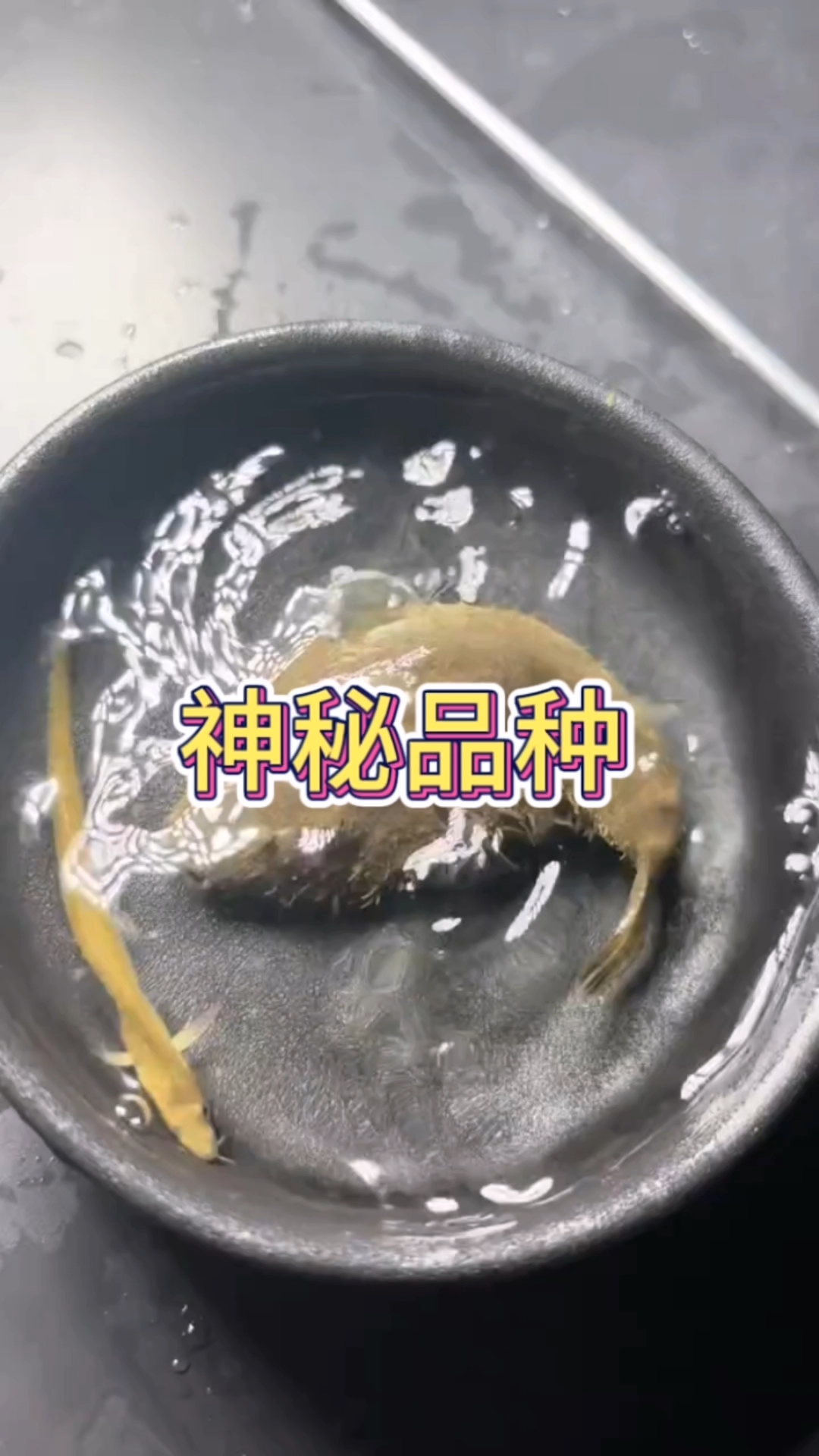 这种品种的鱼儿没有见过