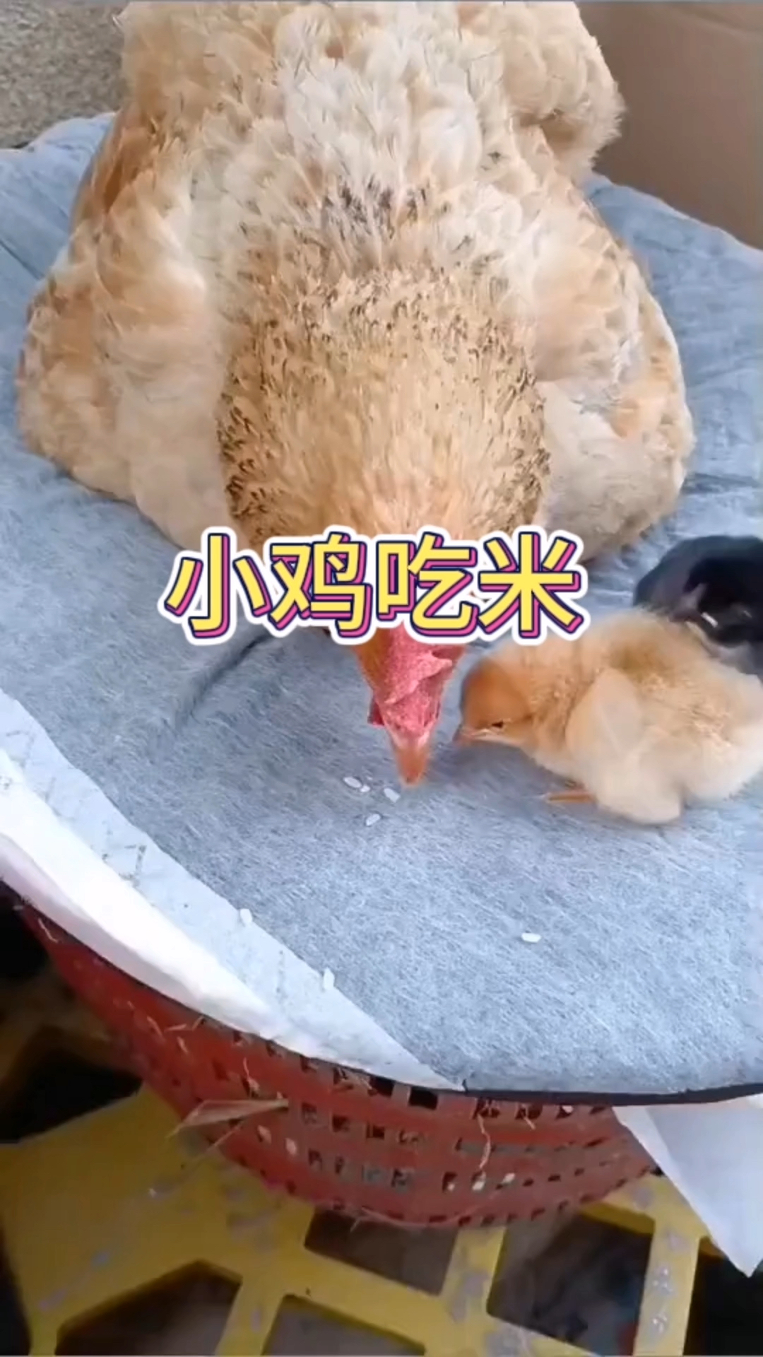 看着母鸡教小鸡吃米的操作,真的太有爱了吧