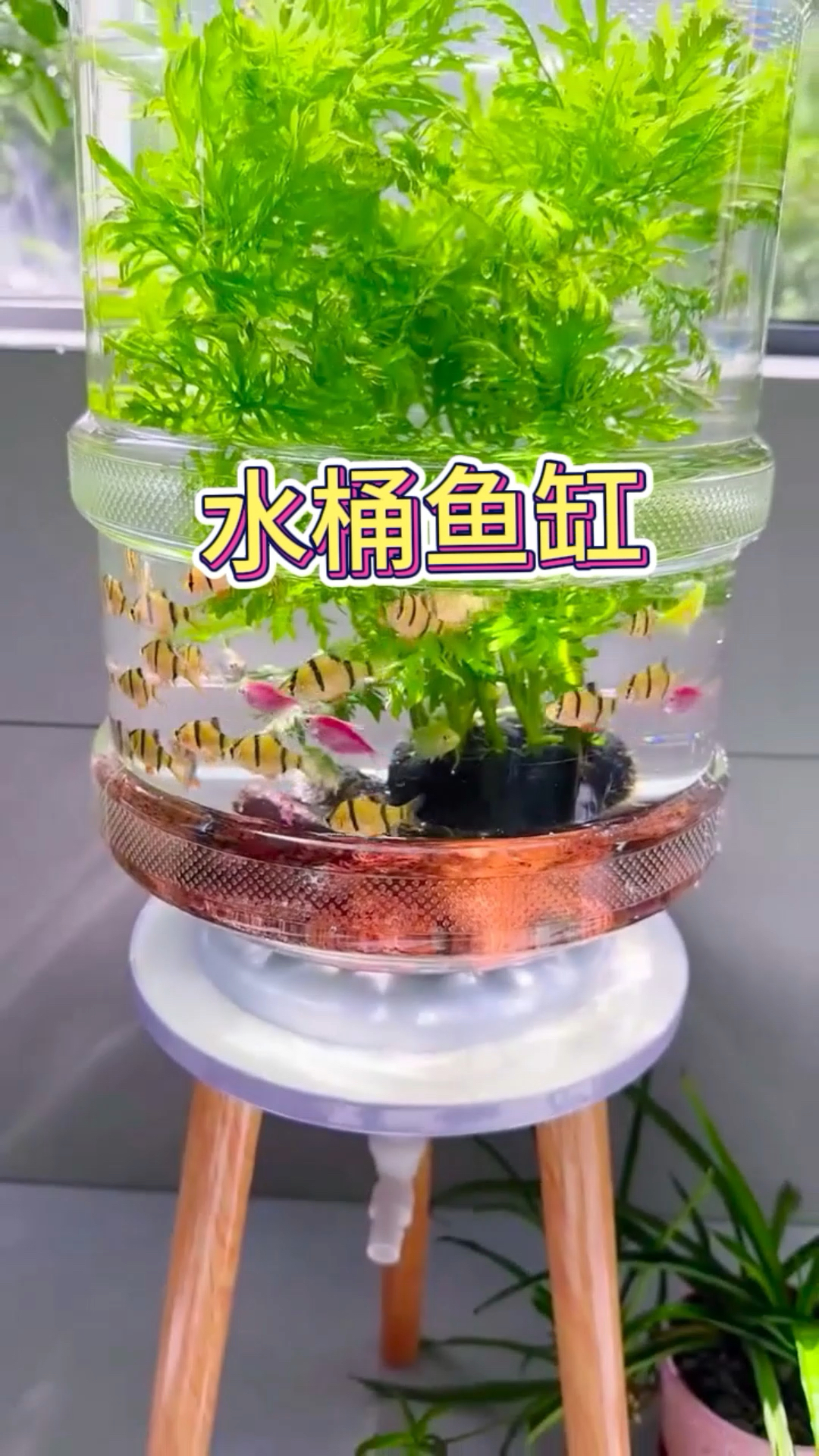教你做一个简单的鱼缸