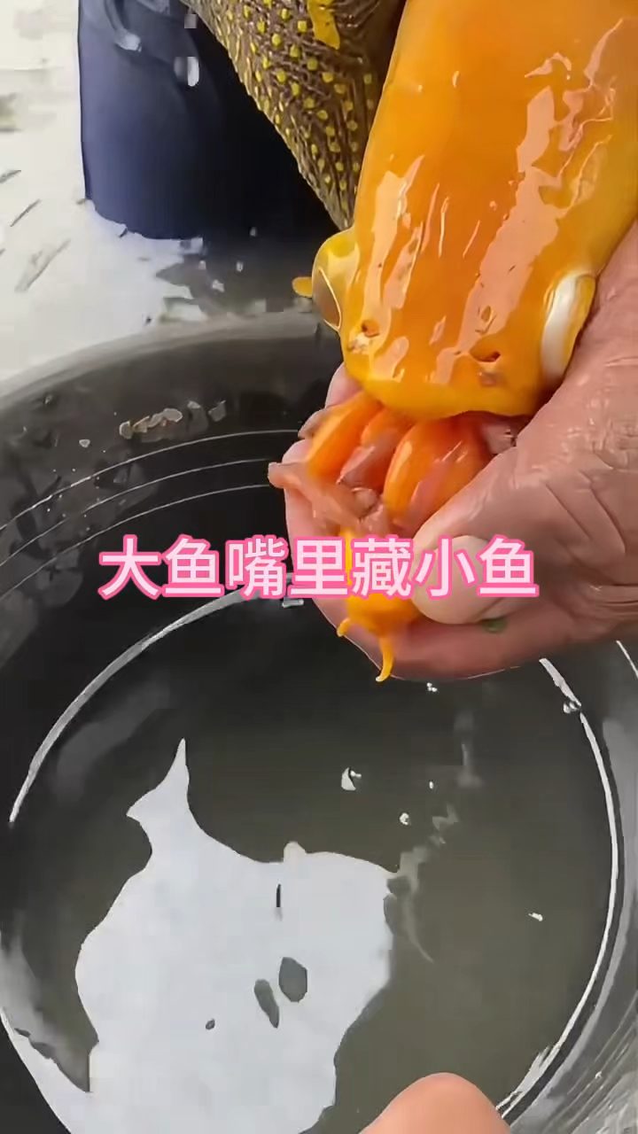 这可真是大鱼吃小鱼鱼妈妈保护小鱼呀