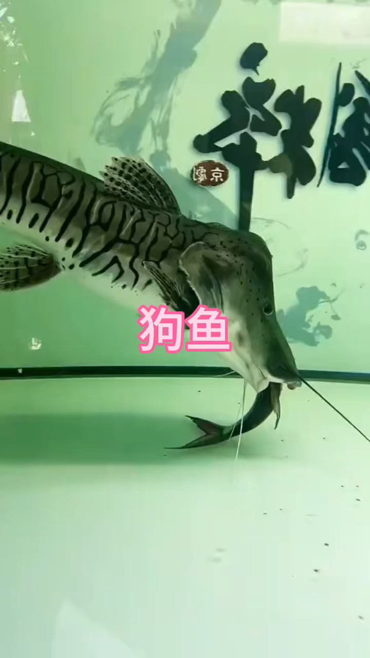 这难不成就是狗鱼吗