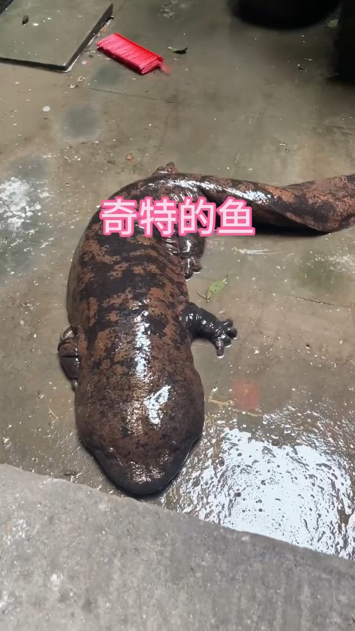 这样长相奇特的鱼你们见过吗