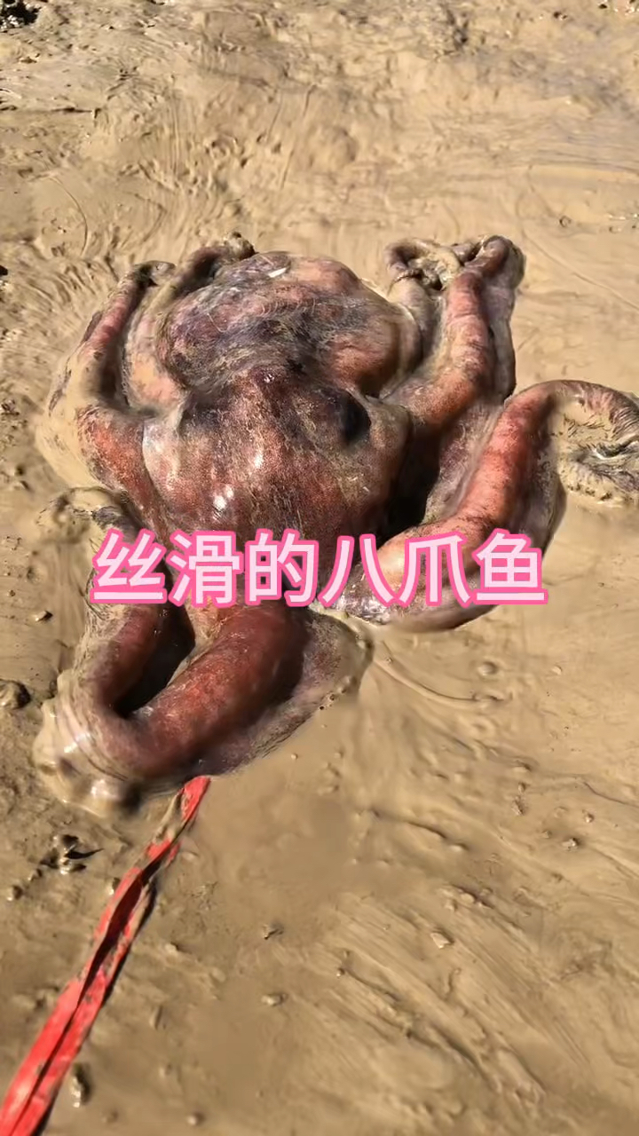 这八爪鱼怕不是是有缩骨功吧