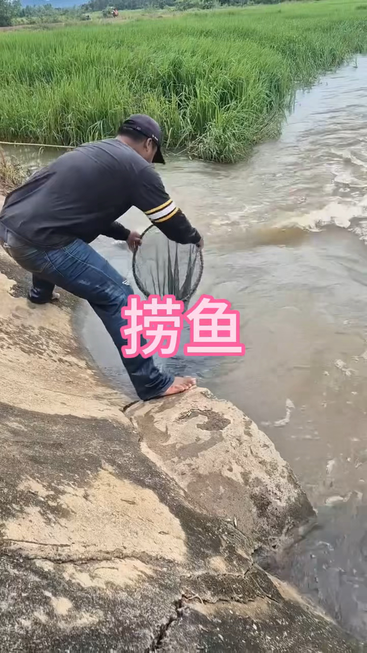 这河里的小鱼也太多了