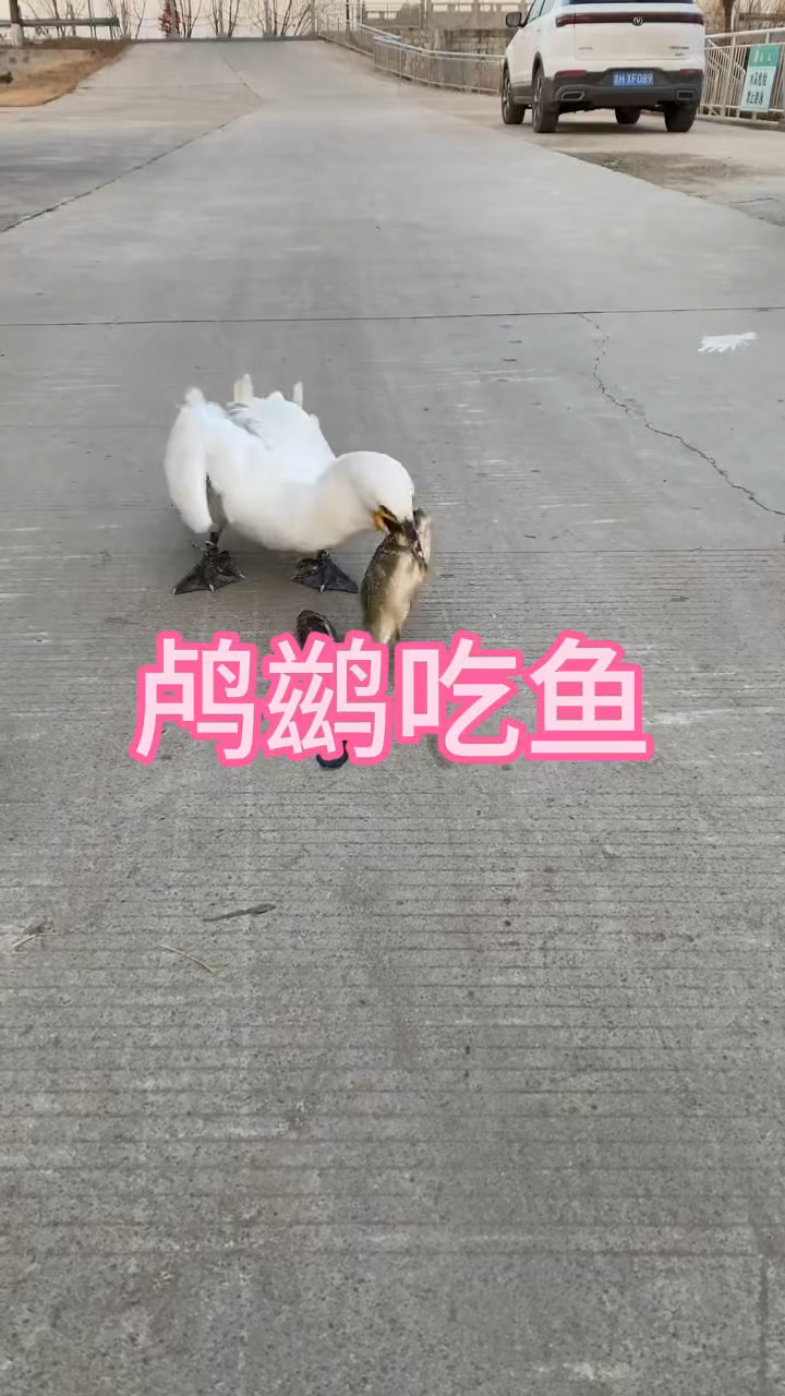 你见过鸬鹚吃鱼的吗