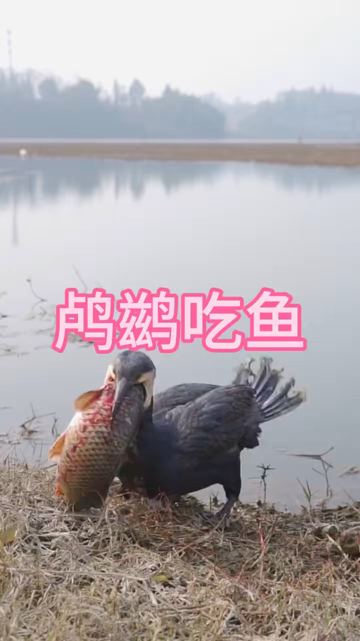 鸬鹚吃鱼你见过吗