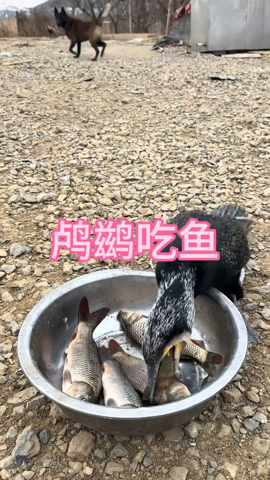 鸬鹚吃鱼你见过吗