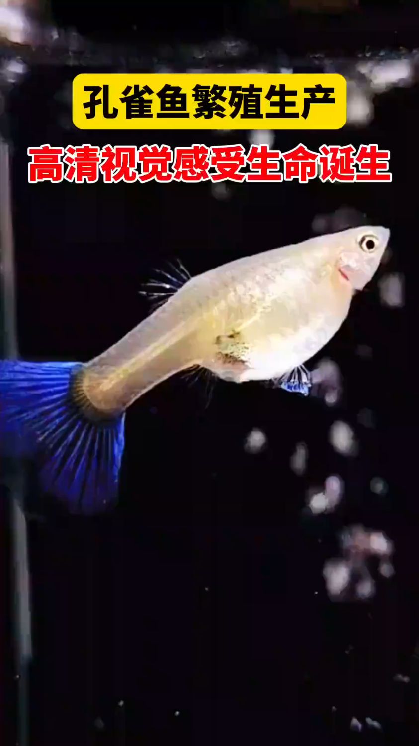 近距离观看孔雀鱼生产整个过程