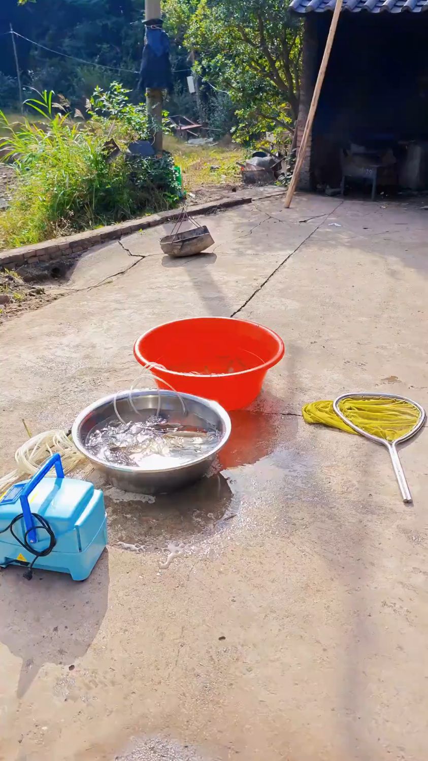 它形似草鱼，却远比草鱼“神秘”，它是军鱼