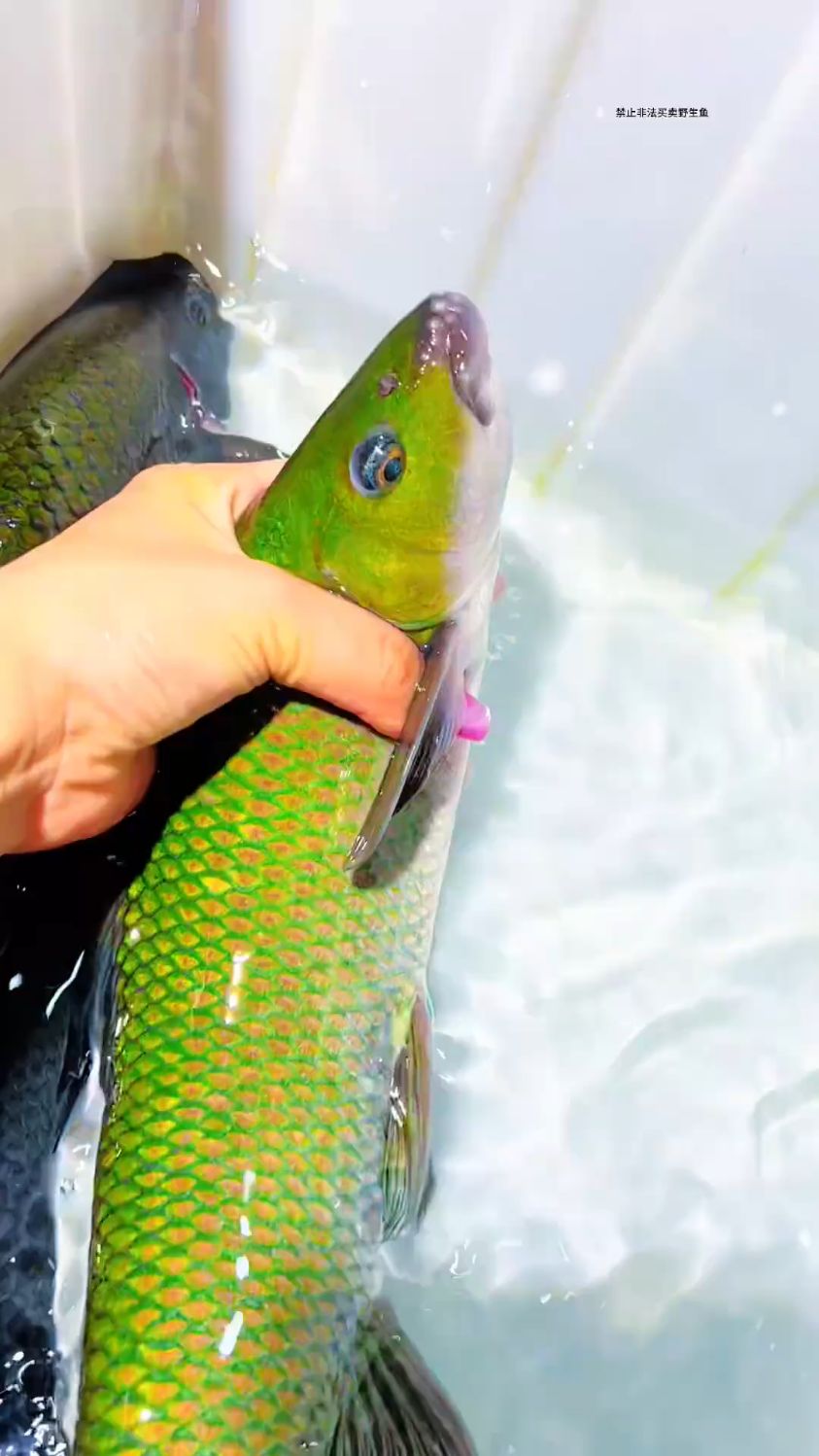 这种皮毛的青龙棒，不管你是观赏还鱼生，都是天花板级别