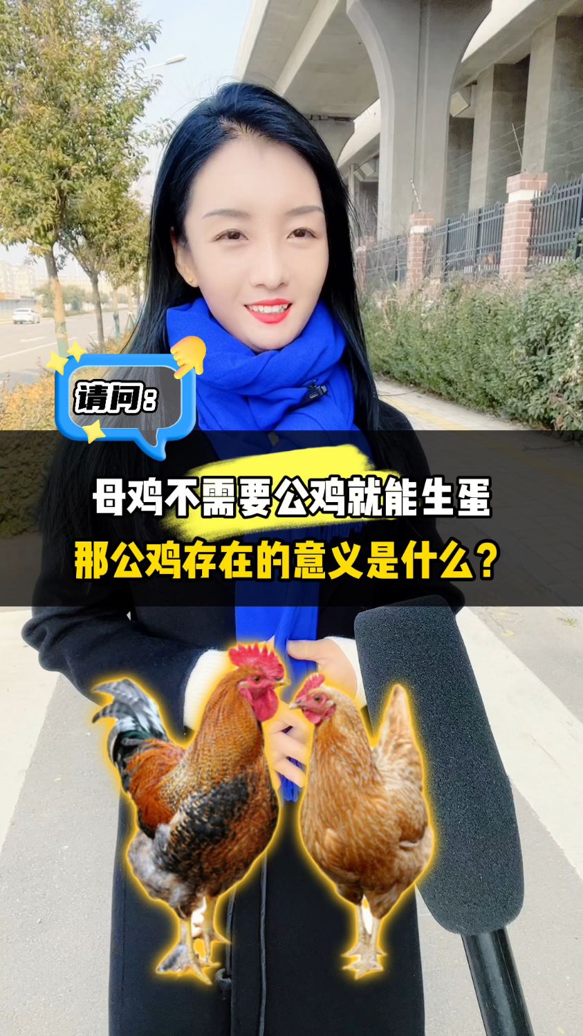 母鸡不需要公鸡就能生蛋,那公鸡存在的意义是什么?