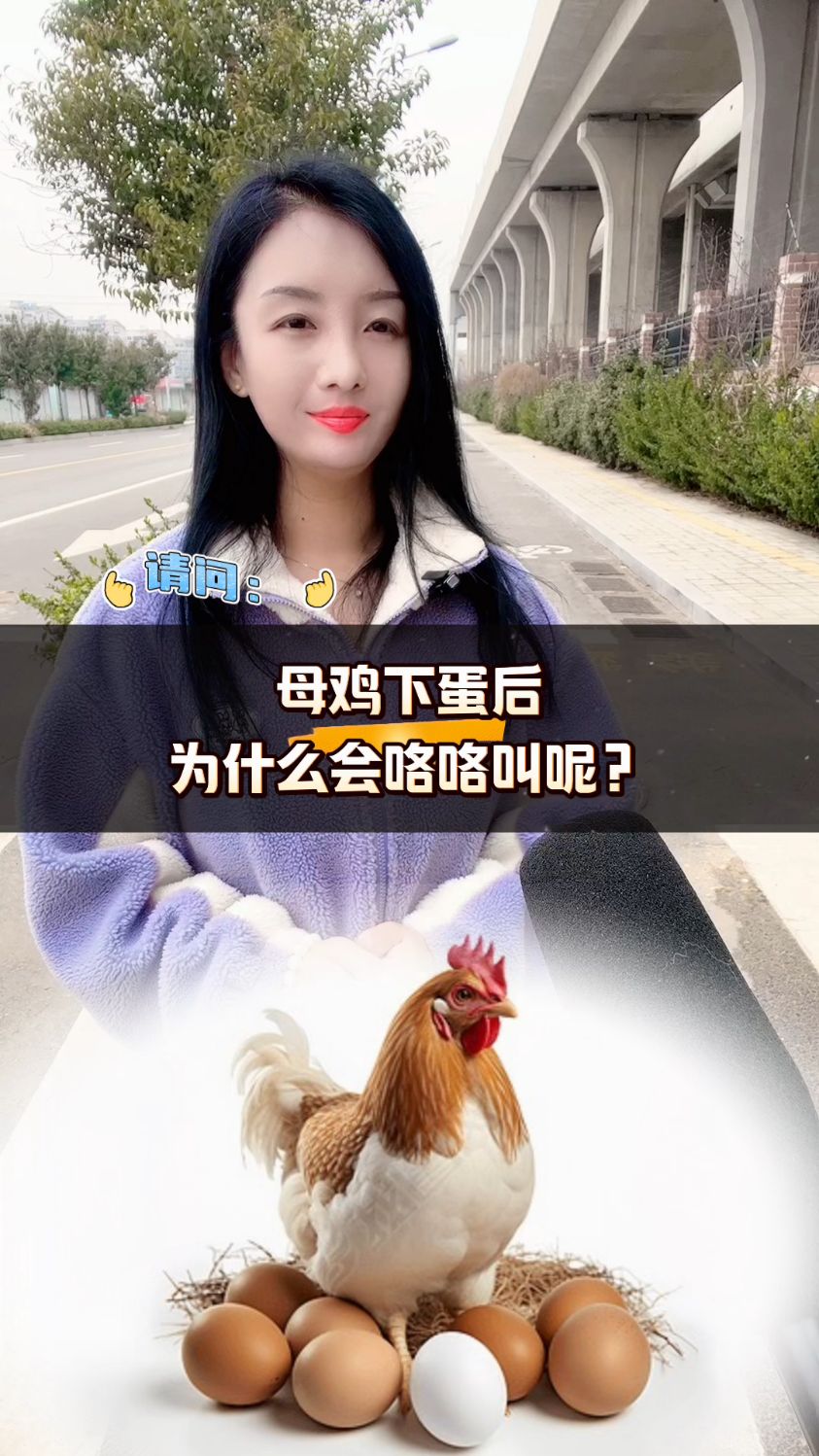母鸡下蛋后为什么会咯咯叫呢?