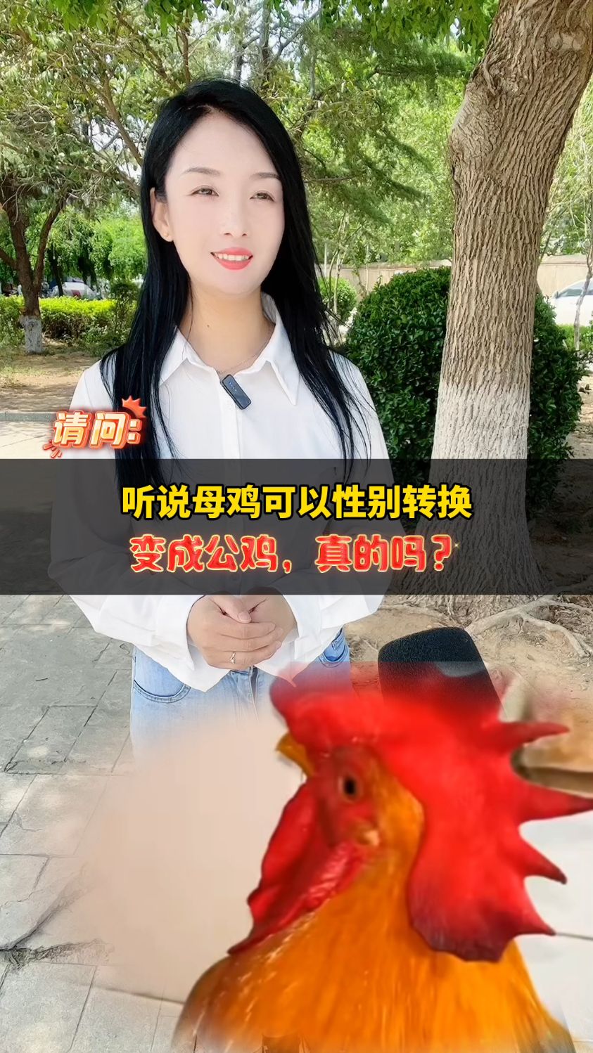 听说母鸡可以性别转换变成公鸡,真的吗?