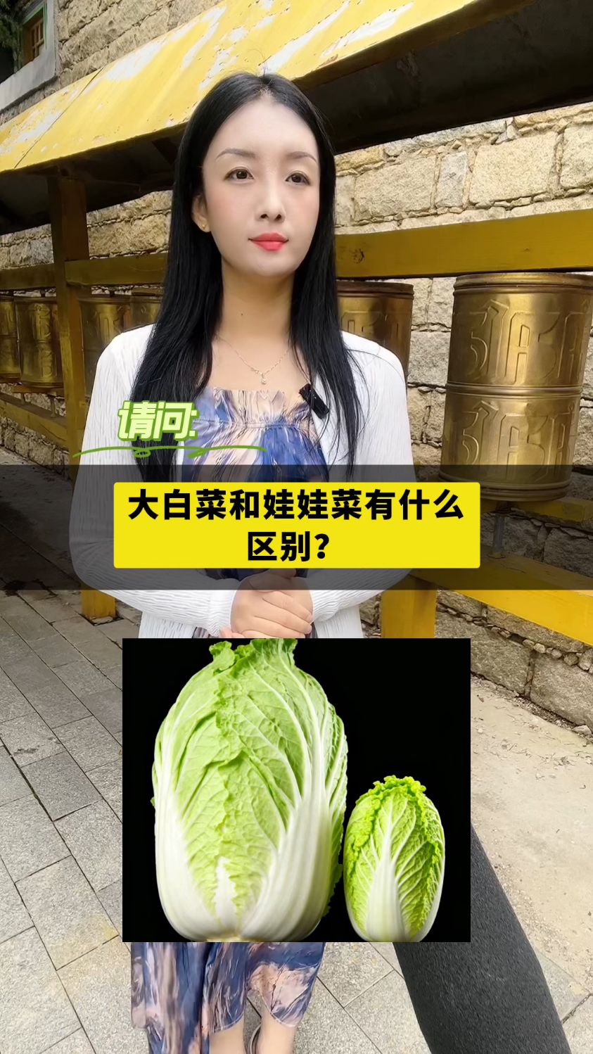 大白菜和娃娃菜有什么区别?