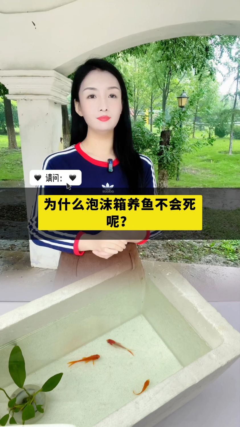 为什么泡沫箱养鱼不会死呢?