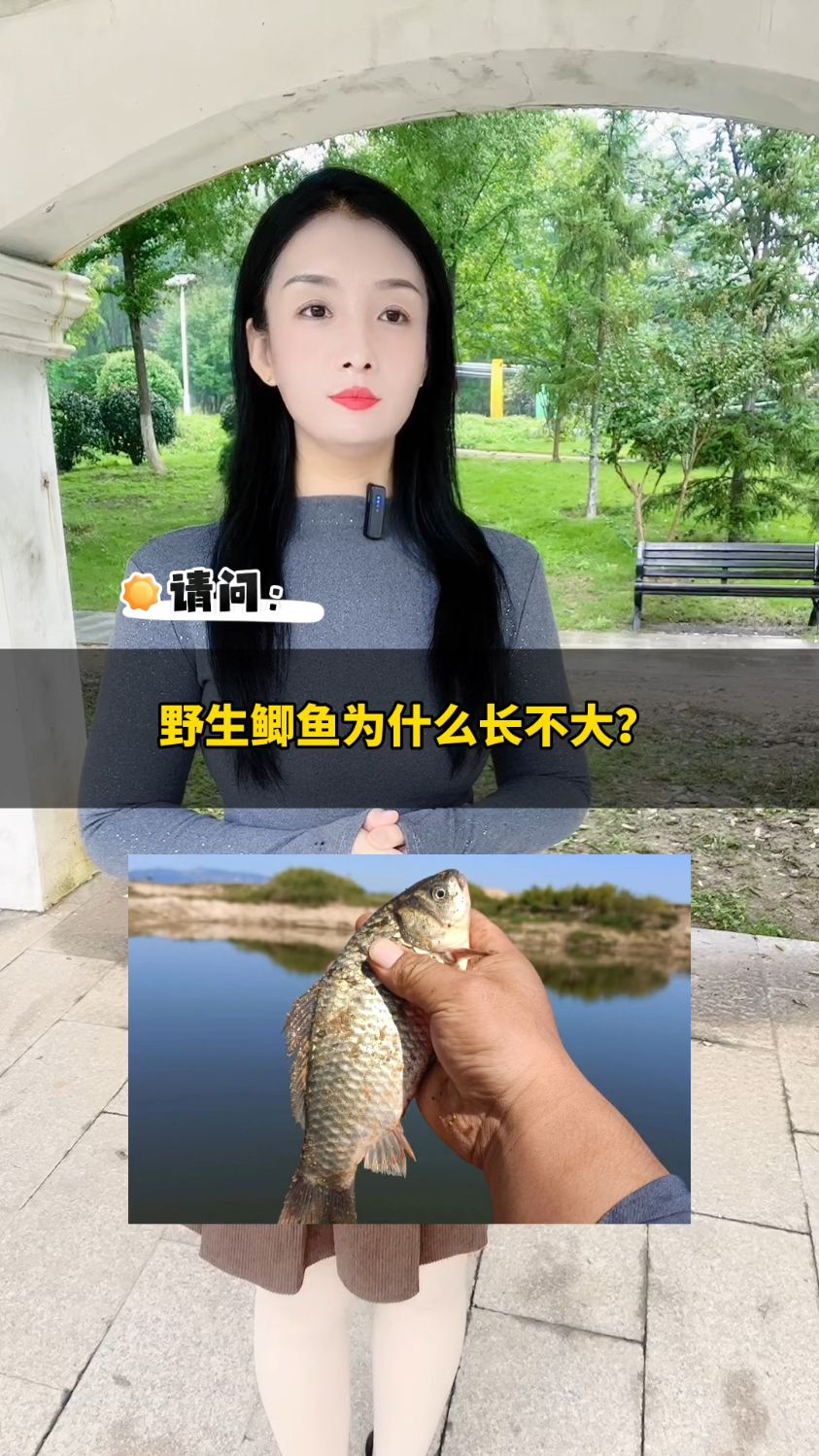野生鲫鱼为什么长不大?