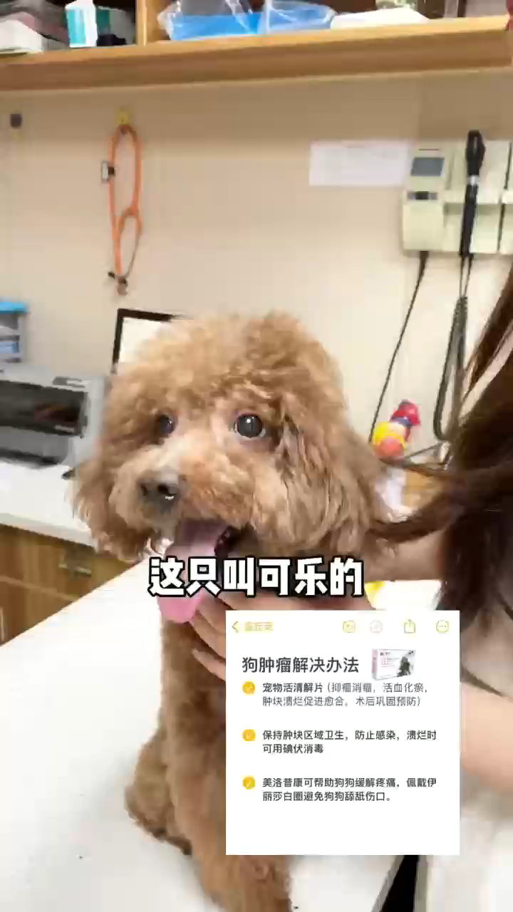老年犬身上长莫名疙瘩肿块