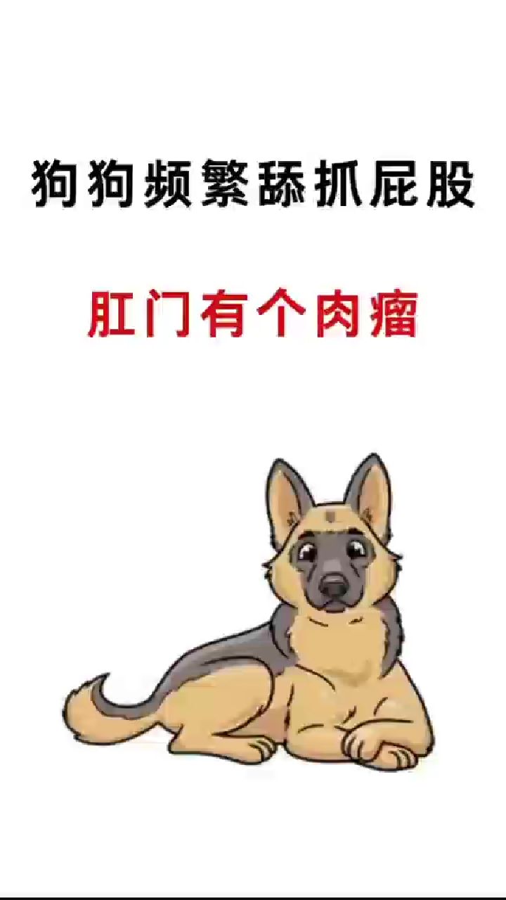 狗狗频繁舔抓屁股,肛门有个肉瘤