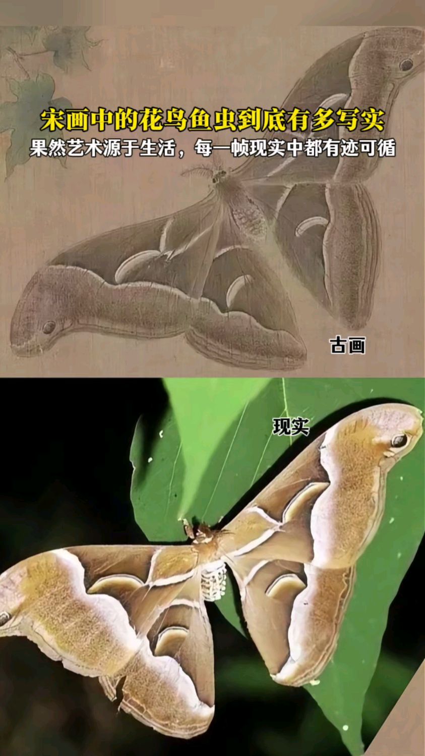 宋画中的花鸟鱼虫到底有多写实