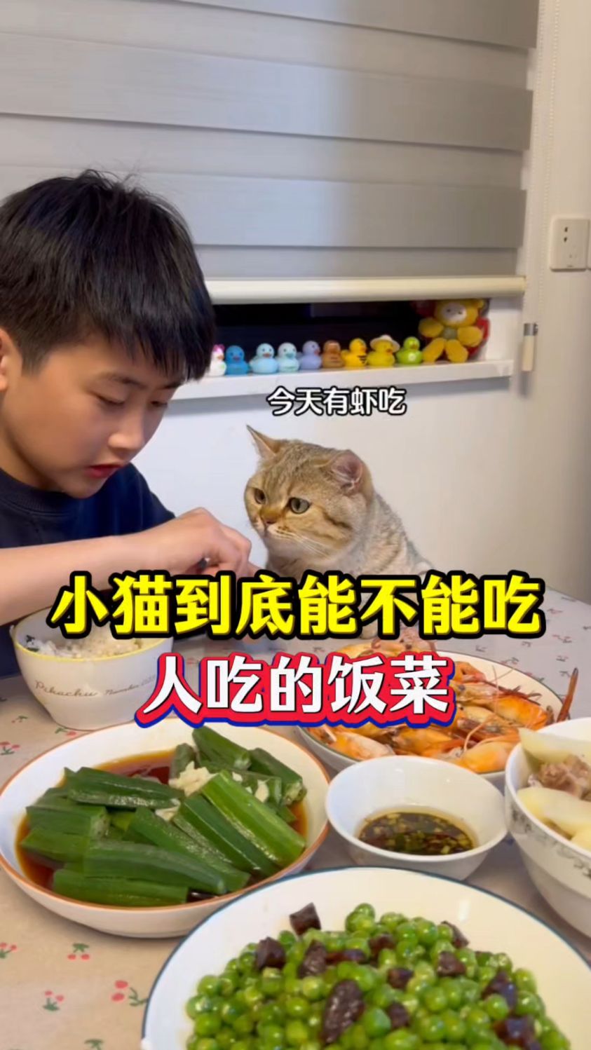小猫到底能不能吃人吃的饭菜呢