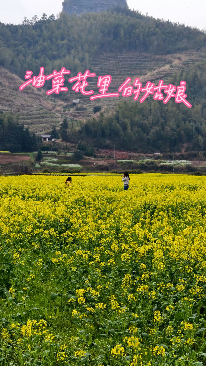 油菜花里姑娘的快乐