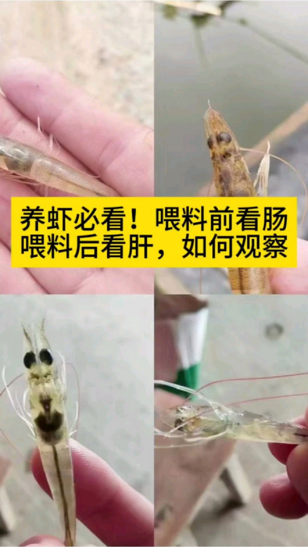 南美白对虾喂料前和喂料后如何观察