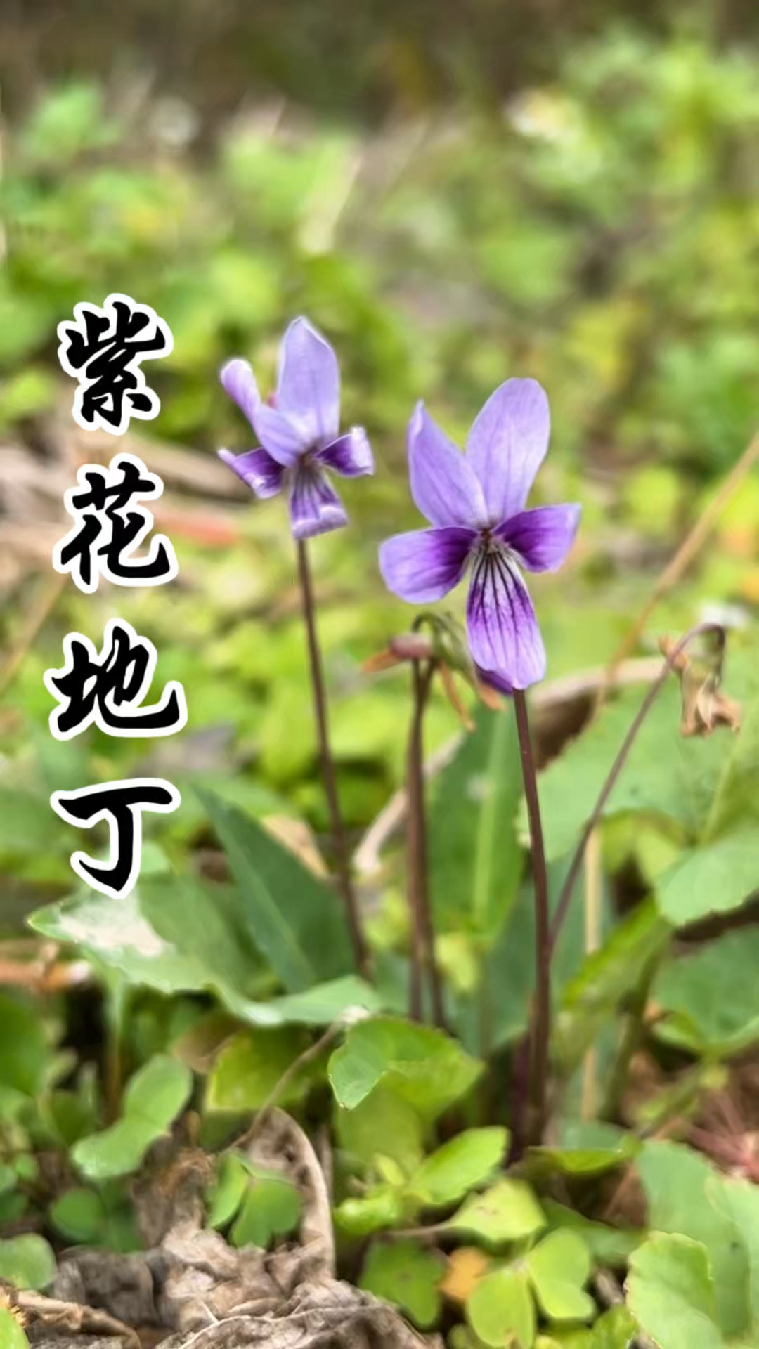 植物魅力之“紫花地丁”早春里的紫色精灵，也是小时候常吃的野菜