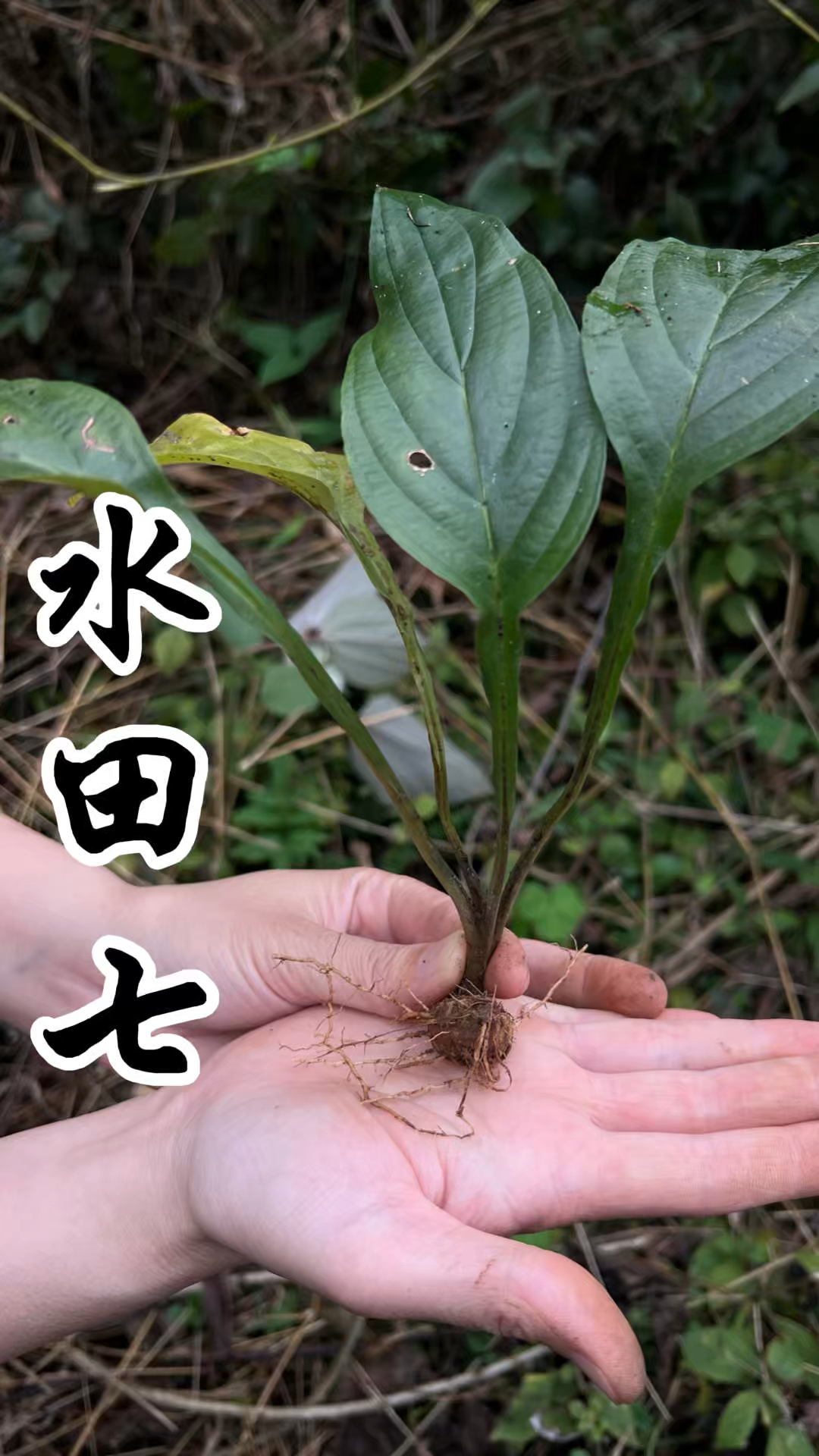 植物魅力之“水田七”