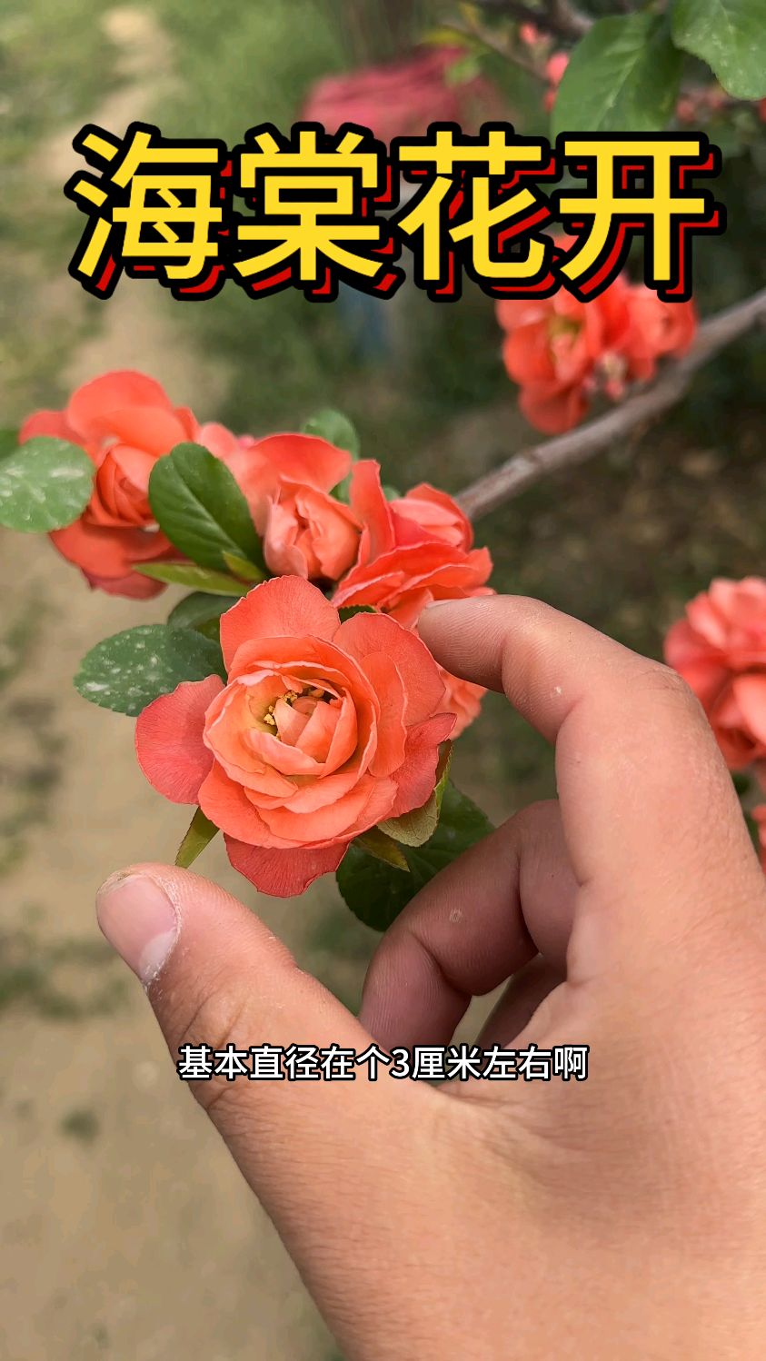 家里养的世界一海棠开花了