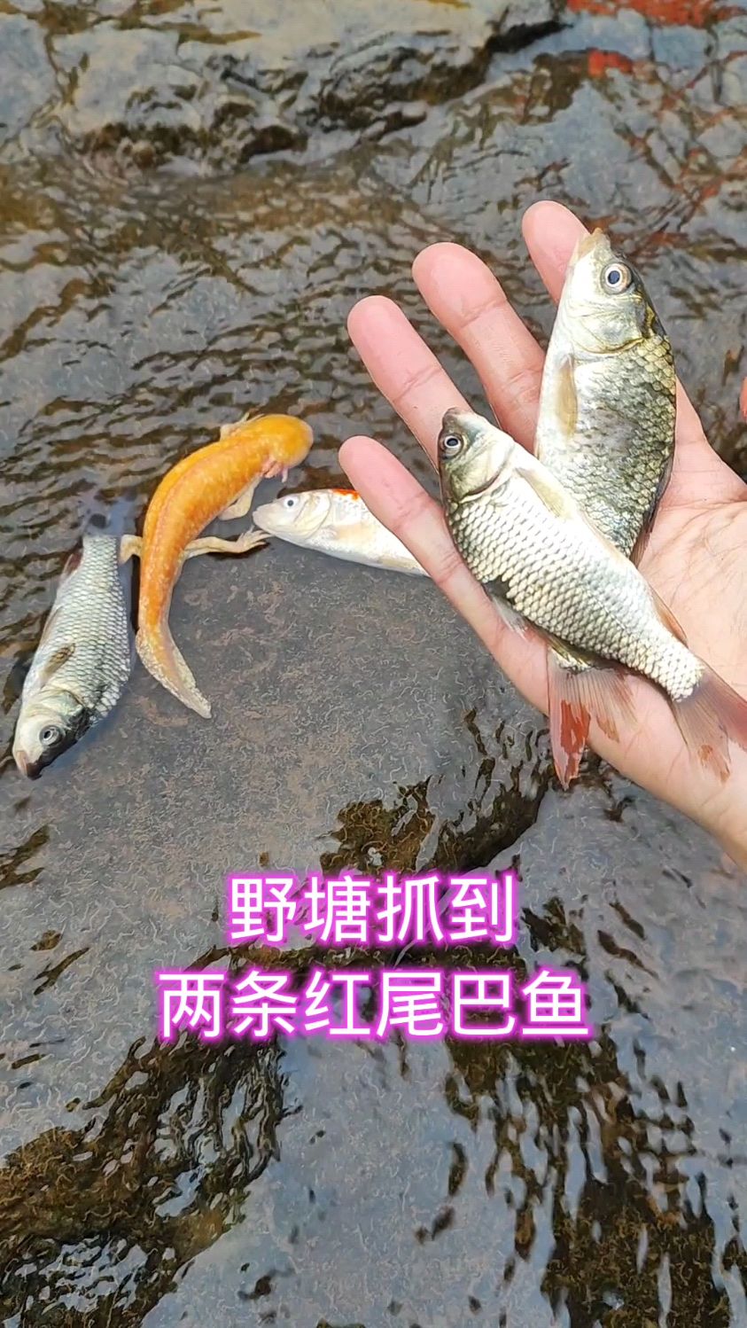 野塘抓到两条红尾巴鱼