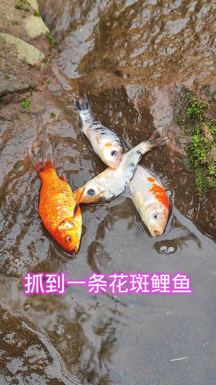 今天抓到一条花斑鲤鱼