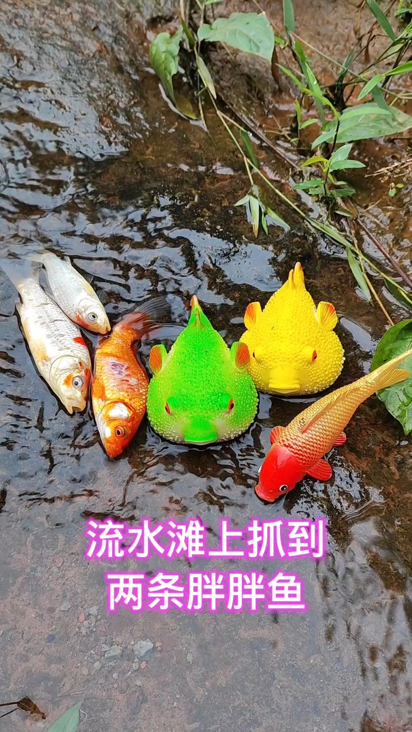 流水滩上抓到两条胖胖鱼