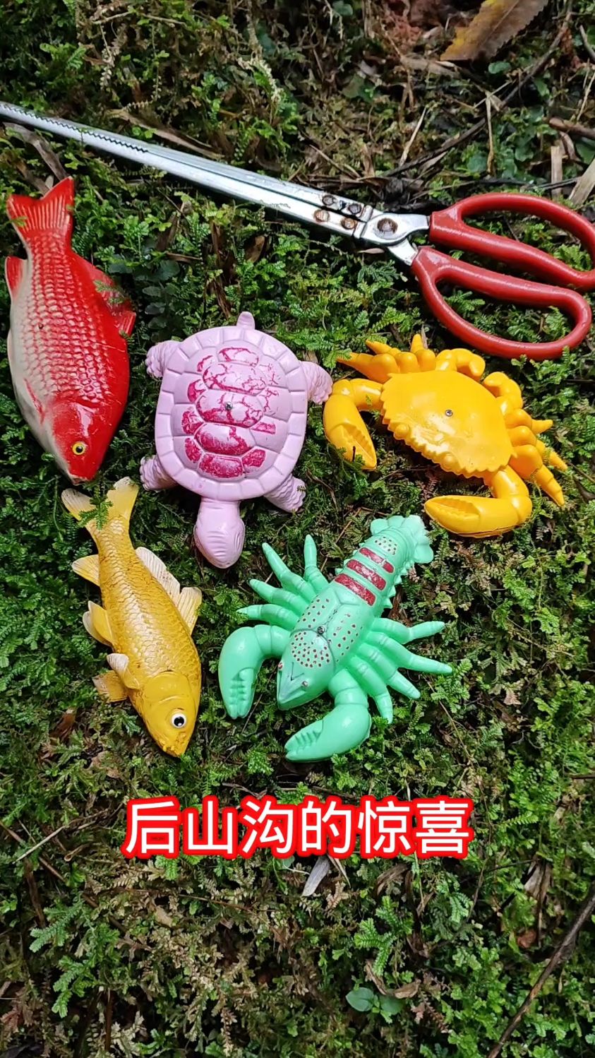 后山沟收获了鱼虾蟹和卡通龟
