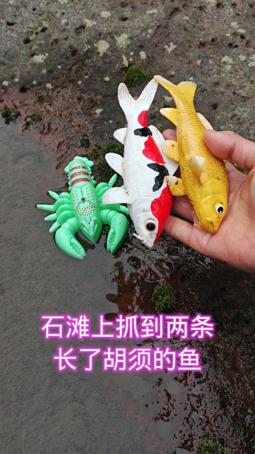 石滩上抓到两条长了胡须的鱼