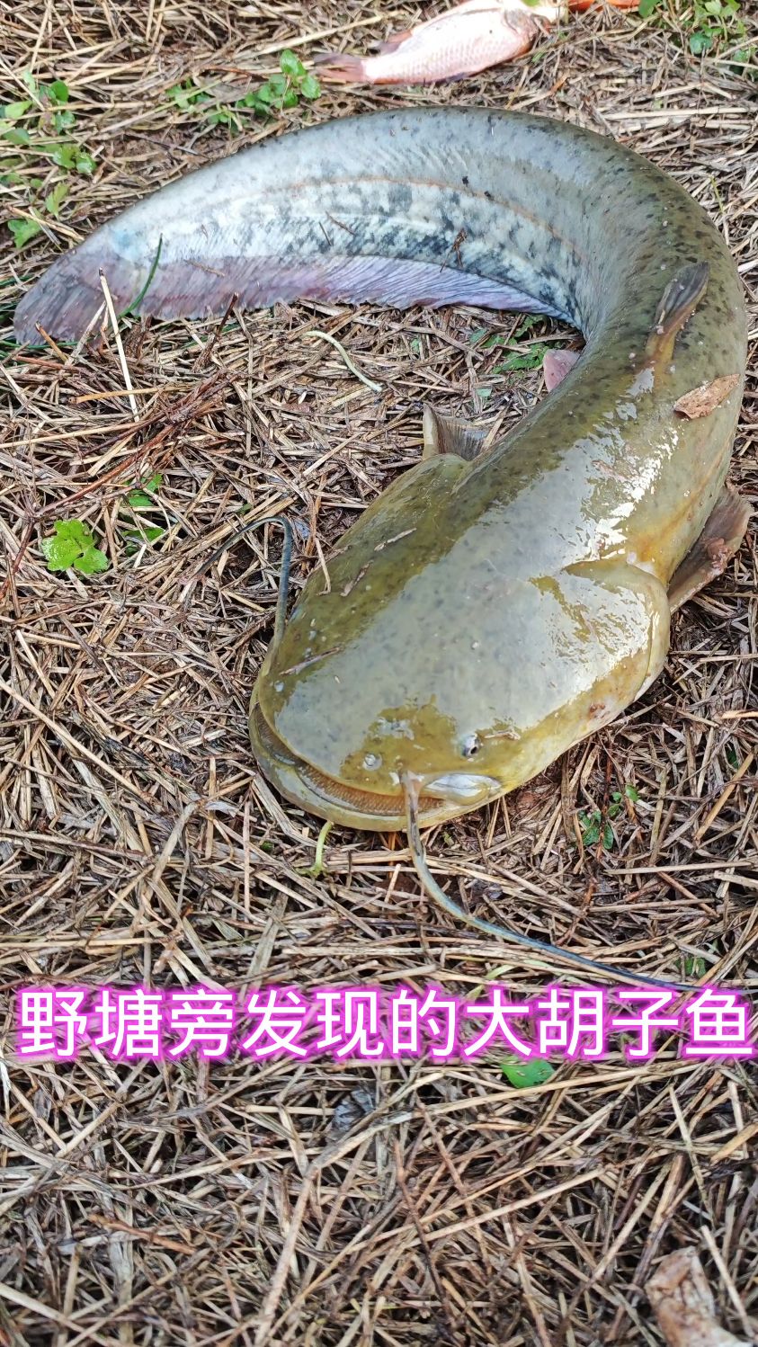野塘旁发现的大胡子鱼