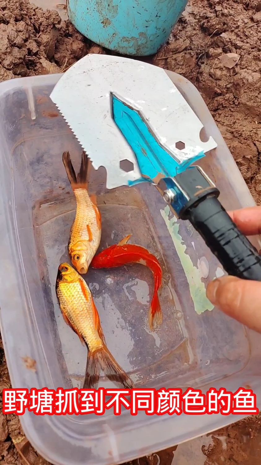 野塘抓到不同颜色的鱼