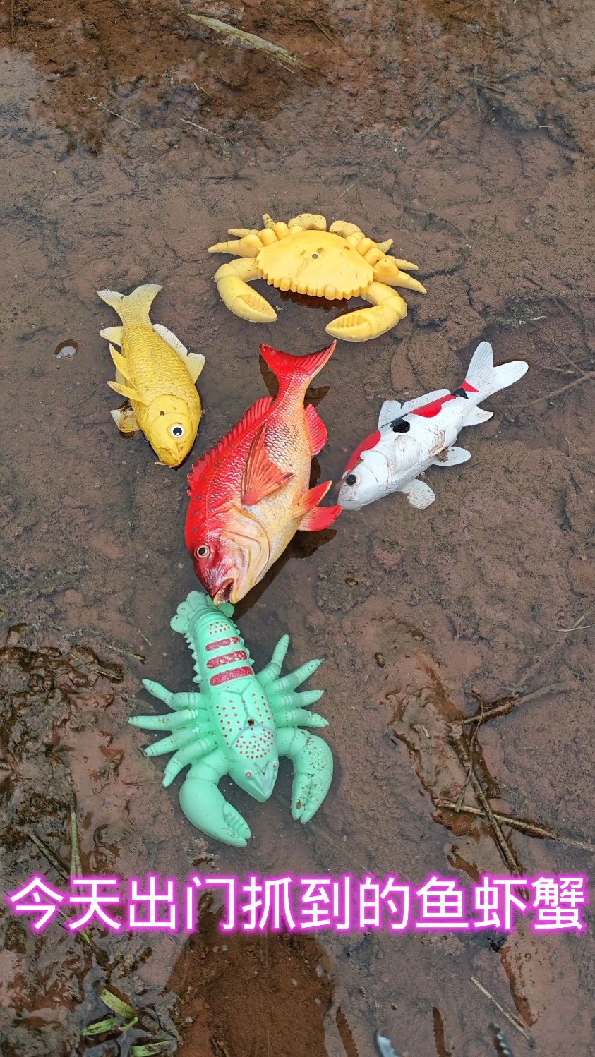 今天出门抓到的鱼虾蟹