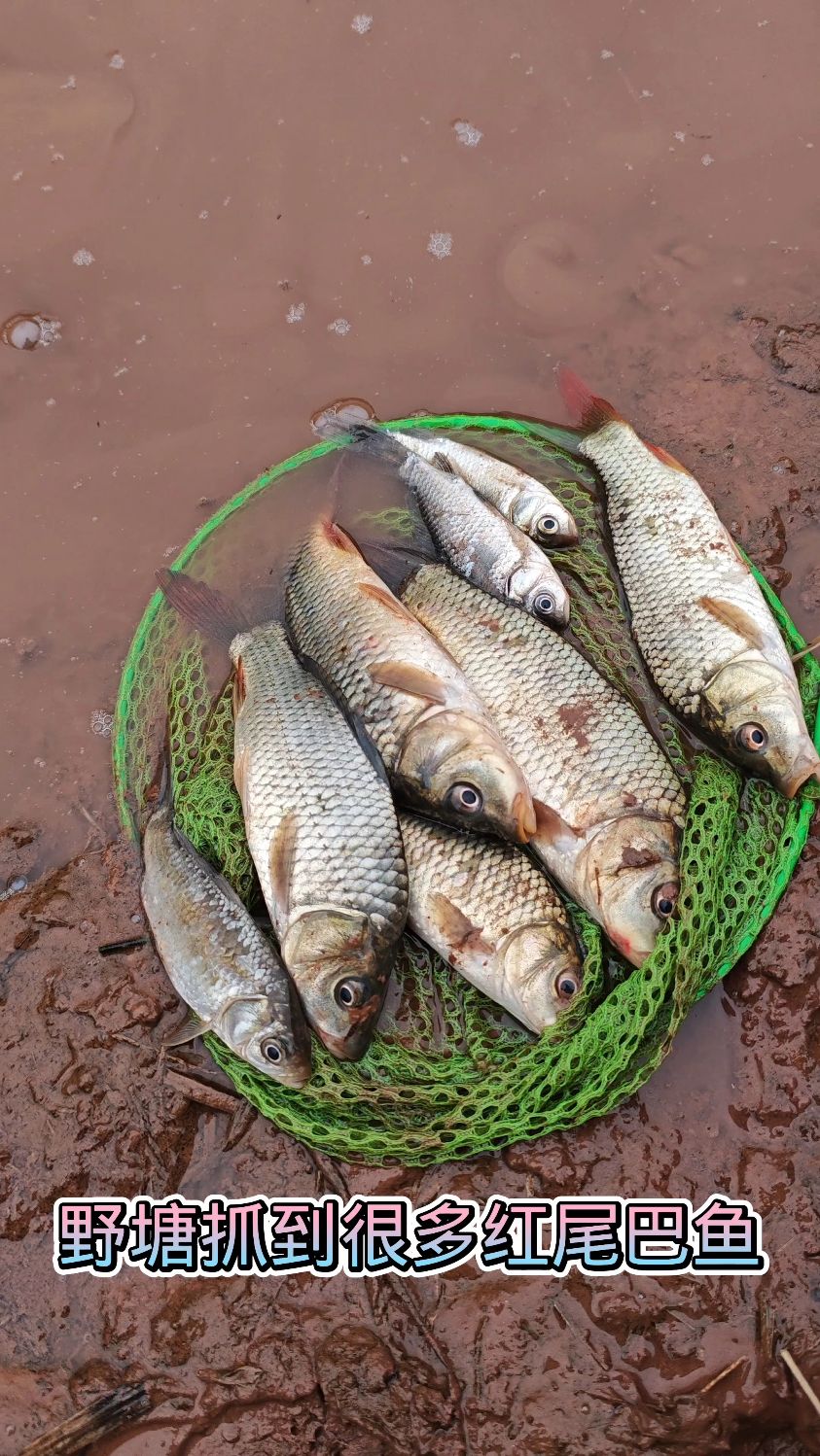 今天在野塘抓到很多红尾巴鱼