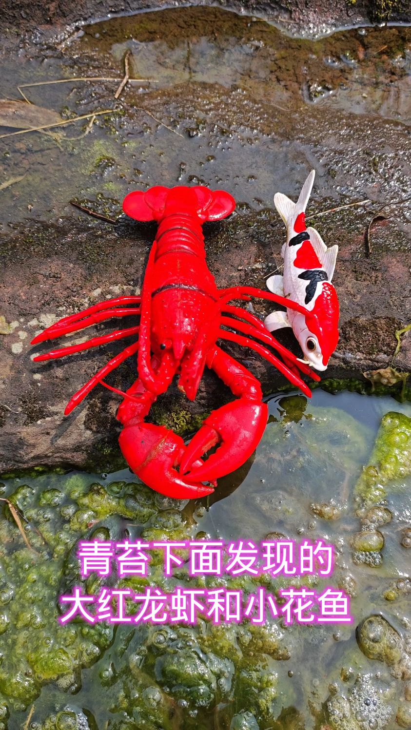 青苔下面发现的大红龙虾和小花鱼