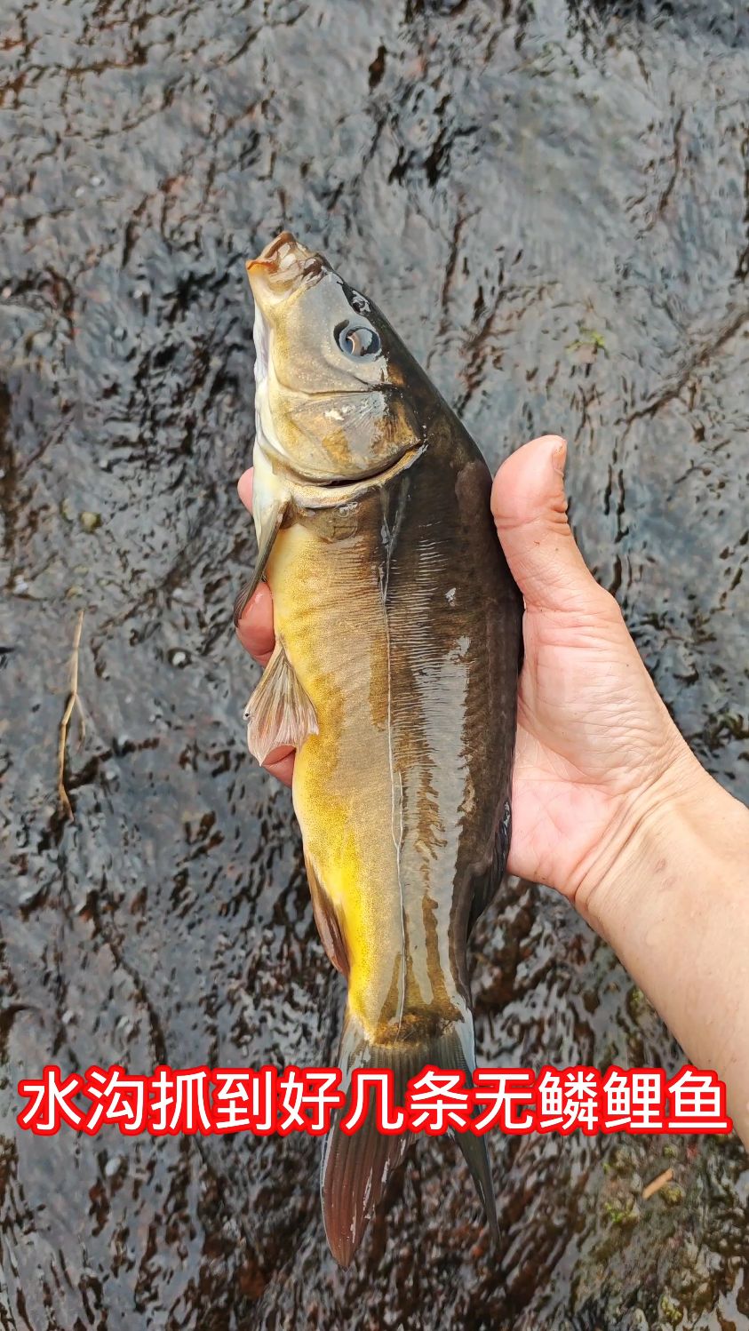 水沟抓到好几条无鳞鲤鱼